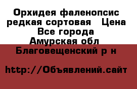 Орхидея фаленопсис редкая сортовая › Цена ­ 800 - Все города  »    . Амурская обл.,Благовещенский р-н